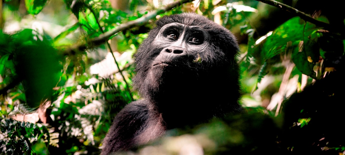 Uganda Gorillas Extension