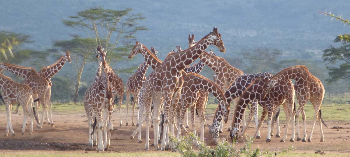 Samburu, Buffalo Spings and Shaba National Reserves