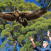 Australasia newsletter: August 2020 - Tour Tasmania's Inspirational Raptor Refuge 