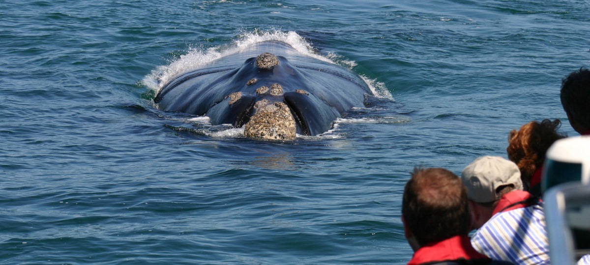 Day Tour - Hermanus Whale watching
