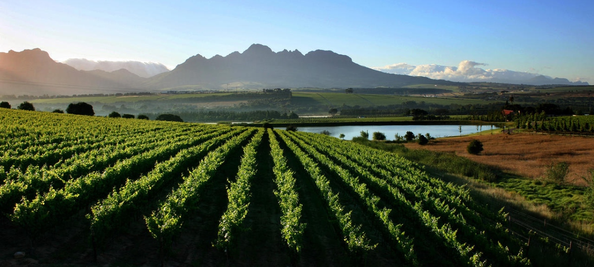 Day Tour - Cape Winelands