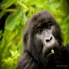 Rwanda Gorilla Extension - 2023