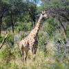 A&K East and Southern Africa Safari Inspirations - 2023