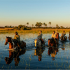 Horse Riding Safari In The Delta - 2024