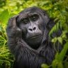 Gorilla Tracking: Uganda or Rwanda