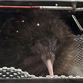 Kiwi Hatchery in Rotorua