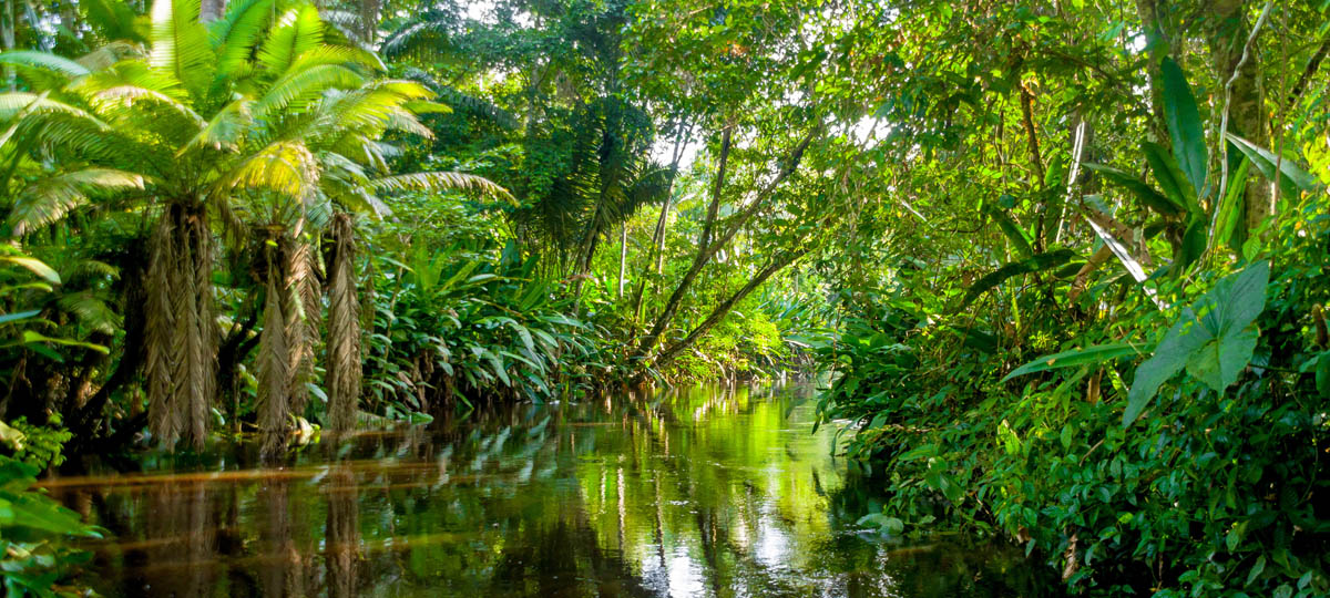 Peru Cruise Itinerary Overland The Amazon Rainforest