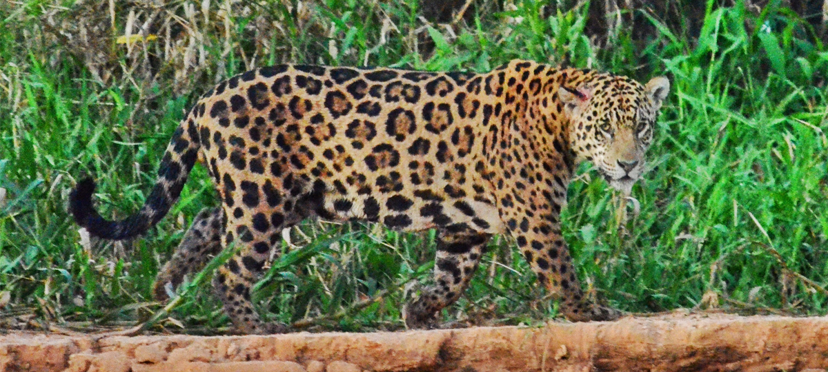 Jaguar Safari in Brazil's Pantanal