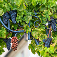 Celebrate the Oldest Vine in the World!